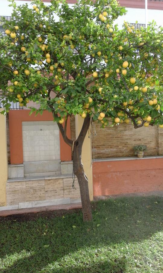 Lemon Garden Hostel Sevilla 외부 사진
